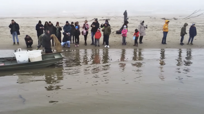 La liberazione delle anguille ai Lidi di Comacchio