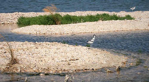 spiaggia uccello