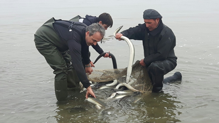 Biodiversità | Anguille di Comacchio. Tra tradizione e salvaguardia di una specie a rischio di estinzione