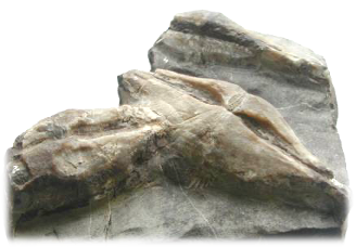 fossile