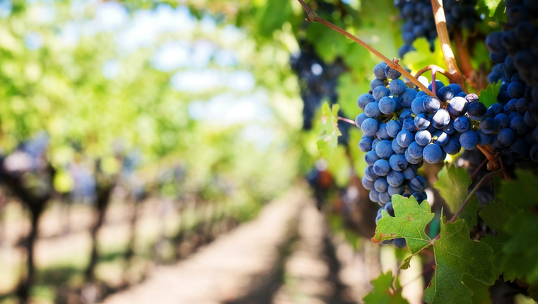 Agricoltura sostenibile | BIOFACE, la lotta agli sprechi anche nei campi