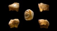 Archeogenetica | Batteri orali e carboidrati, una sorpresa per la nostra storia evolutiva