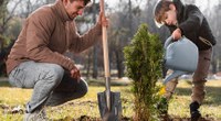 Forestazione urbana | Unife nel progetto per una nuova fascia boschiva a Barco e Pontelagoscuro