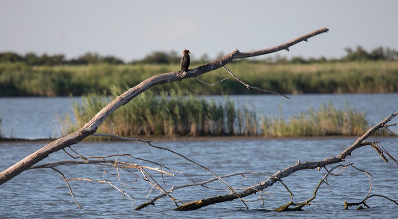 Giornata europea di Rete Natura 2000  | La presentazione del progetto Life-Transfer per la salvaguardia delle lagune del Mediterraneo