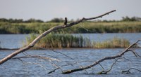 Giornata europea di Rete Natura 2000  | La presentazione del progetto Life-Transfer per la salvaguardia delle lagune del Mediterraneo