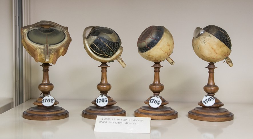 Arte e scienza | Le collezioni del Museo Anatomico Tumiati in mostra fino al 20 marzo a Palazzo Turchi di Bagno