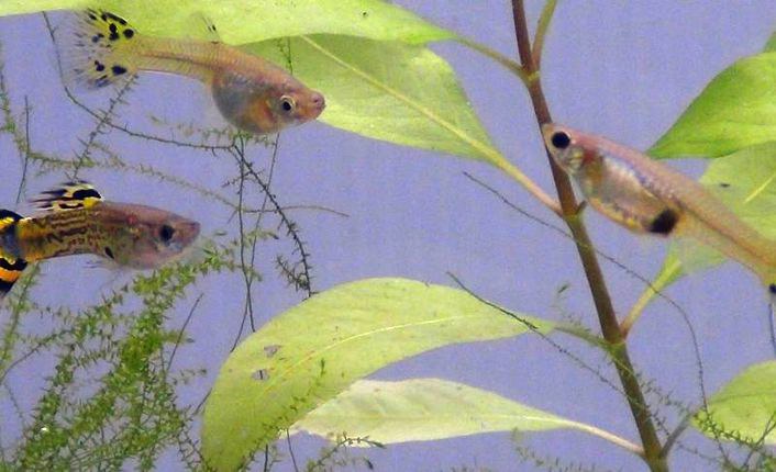 Biologia evoluzionistica | Non solo geni, l'ambiente orienta la nostra capacità cognitiva. Lo studio Unife sul pesce guppy