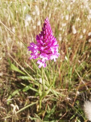 Anacamptis pyramidalis.jpg