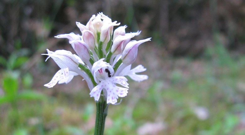 Citizen science | Con il progetto Unife tutte e tutti a caccia di orchidee spontanee per segnalarle e proteggerle