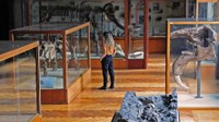 Servizio Civile Universale | Diventa volontaria/o a Unife con il progetto MUSEI in un click