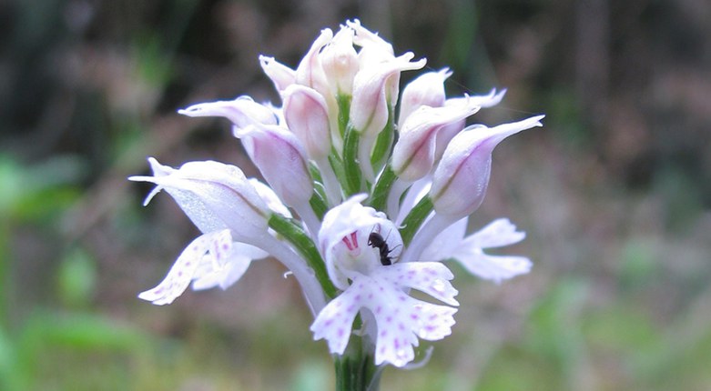 Biodiversità |  Unife, Orto Botanico e Garden Club salvano una rara popolazione di orchidee spontanee del Delta del Po