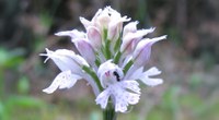 Biodiversità |  Unife, Orto Botanico e Garden Club salvano una rara popolazione di orchidee spontanee del Delta del Po