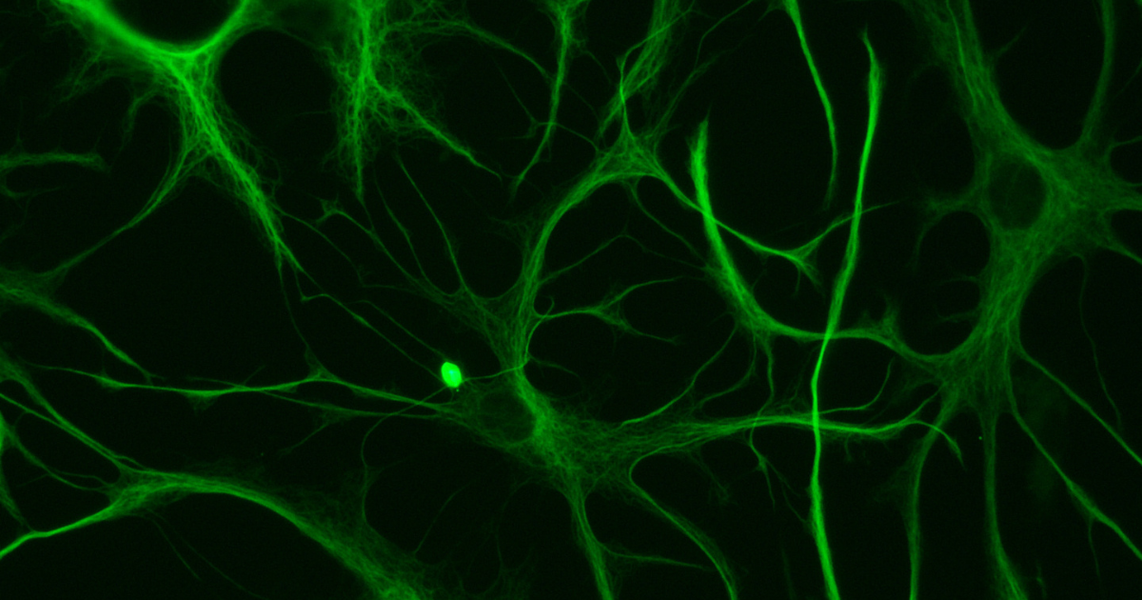 Cervello e funzioni cognitive | Studio a partecipazione Unife fa luce sul ruolo degli astrociti