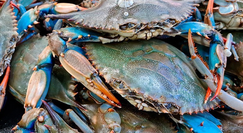 Granchio blu nel Delta del Po | Giuseppe Castaldelli e Mattias Gaglio intervistati dalla CNN