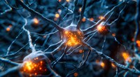 Neurologia | La stimolazione del cervelletto aumenta la plasticità e migliora il recupero neurologico