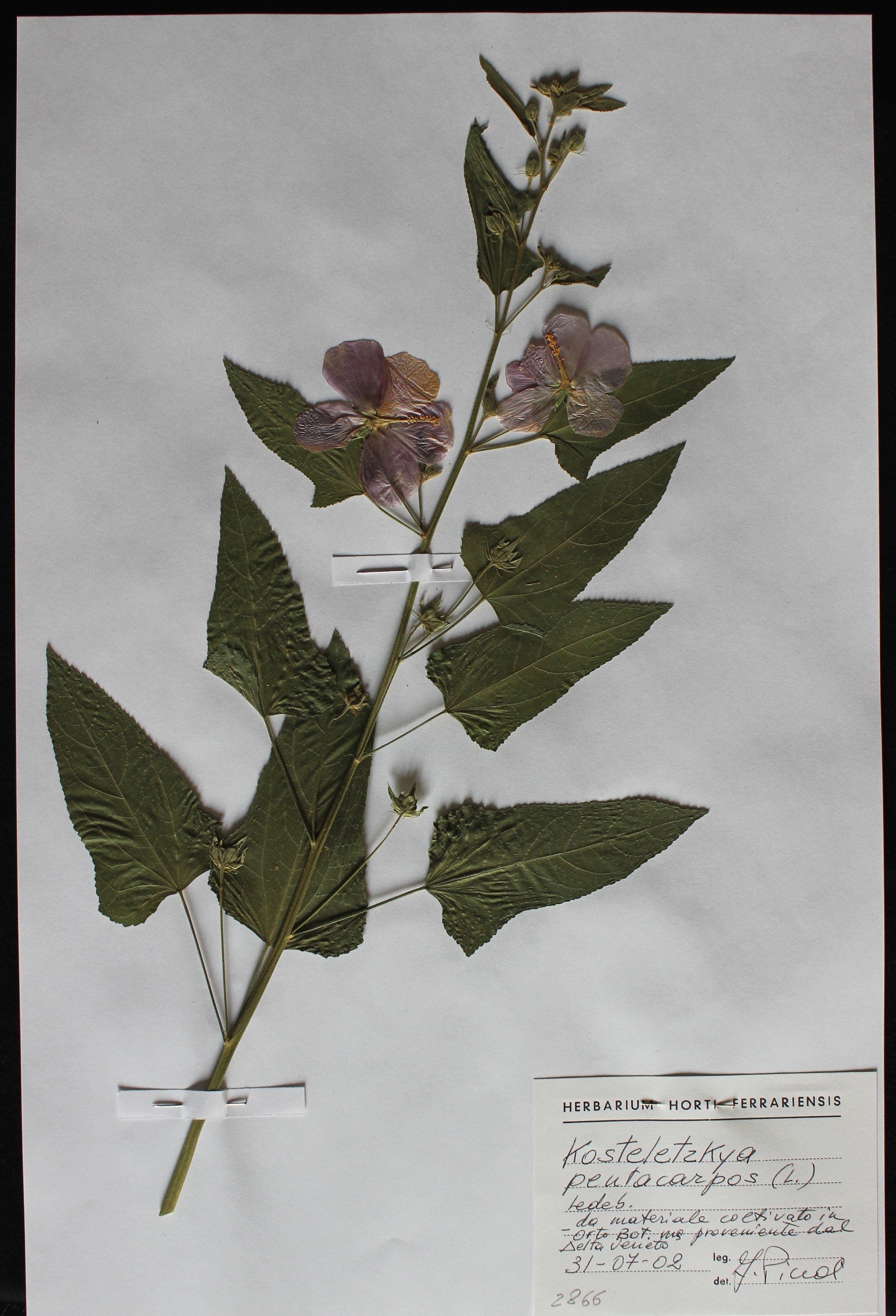 Kosteletzkya pentacarpos Essiccata Erbario moderno.jpg