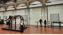 60 anni del Museo di Paleontologia e Preistoria Piero Leonardi | A Unife la mostra celebrativa