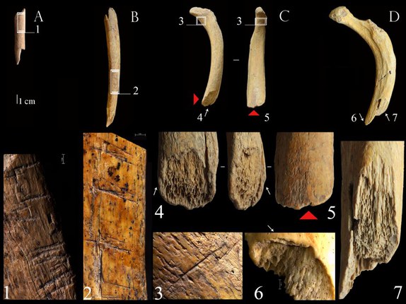 Il menù dell'uomo di Neanderthal a base di carne di orso